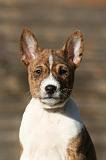 BASENJI 231